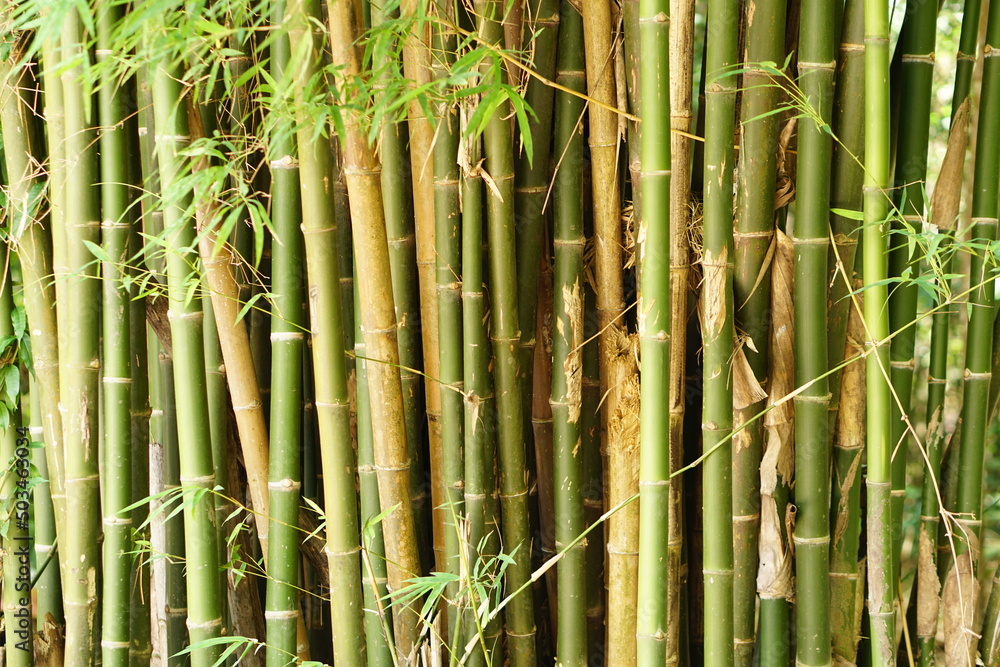 Obraz premium bamboo background in the forest