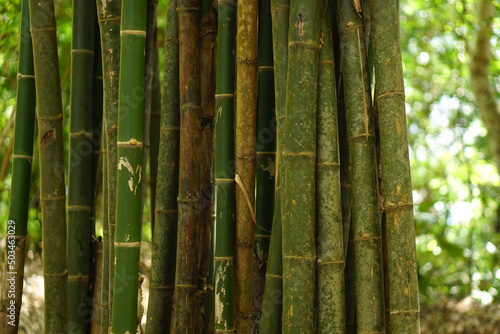 bamboo background in the forest