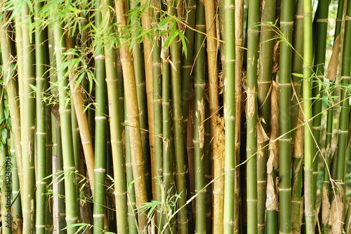 Fototapeta Naklejka Na Ścianę i Meble -  bamboo background in the forest