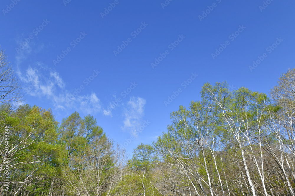 Fototapeta premium 新緑の高原と青空