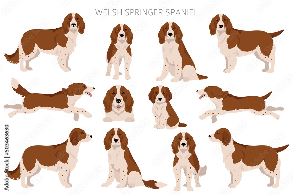 Welsh Springer spaniel clipart. Different poses, coat colors set Stock