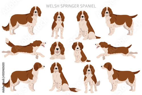 Welsh Springer spaniel clipart. Different poses, coat colors set photo