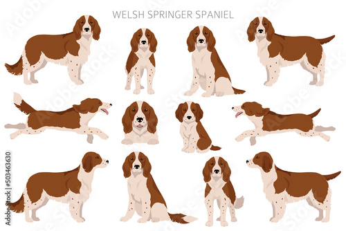 Welsh Springer spaniel clipart. Different poses, coat colors set