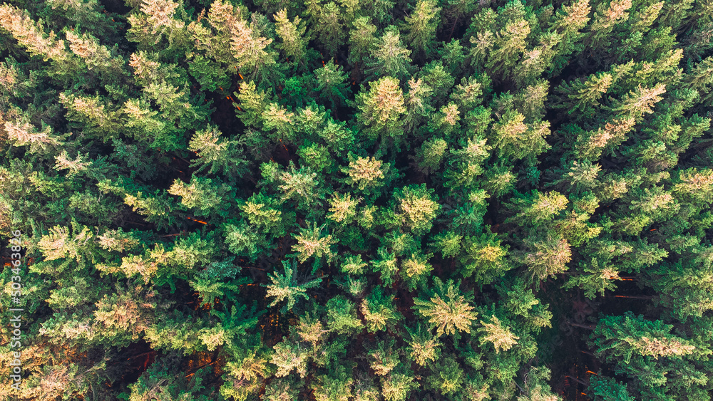 aerial view of trees 