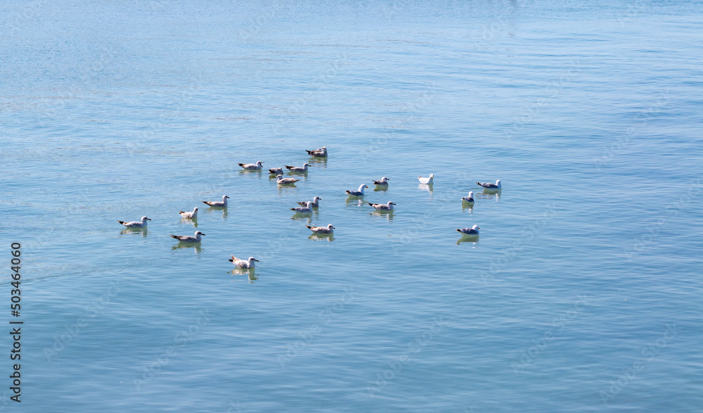 A Flock Of Seagulls Swims In The Middle Of The Pond. Calm Blue Sea.