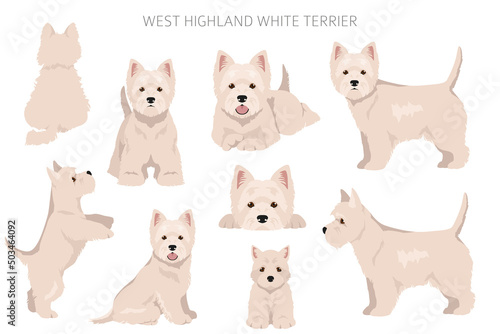 West Highland White Terrier clipart. Different poses, coat colors set