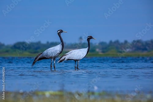 Demoiselle cranes, Crane birds, Demoiselle crane, Grus virgo, Pair of demoiselle cranes. © Sunanda Malam