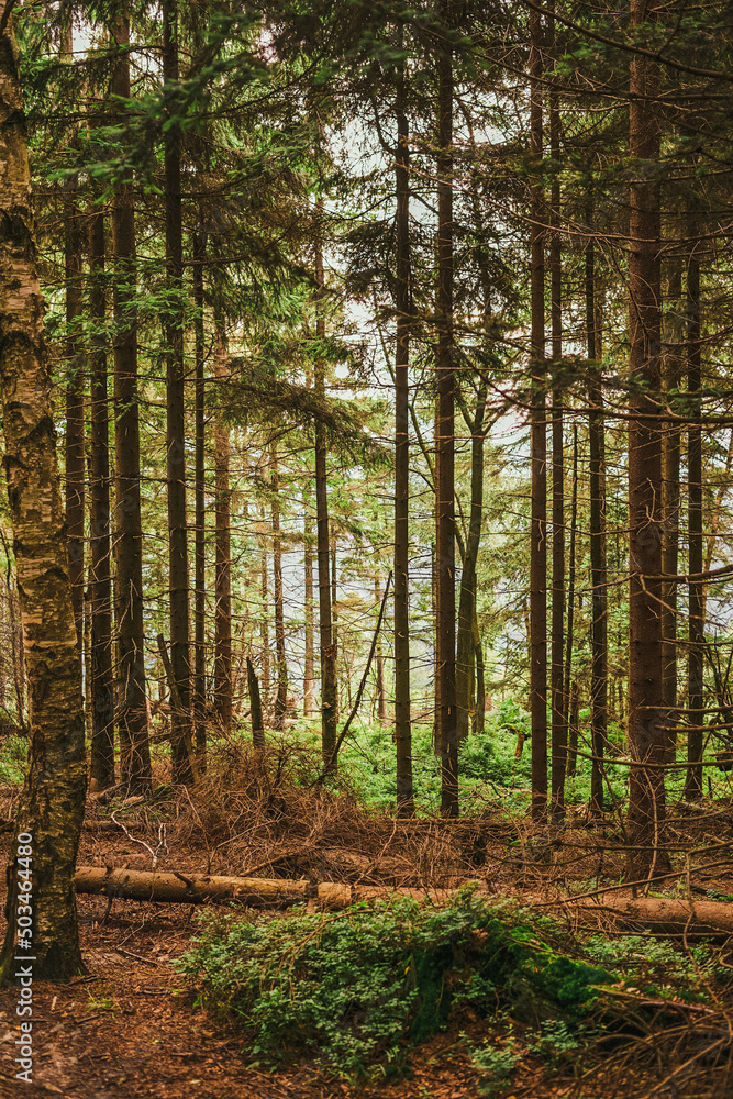 autumn forest in the morning