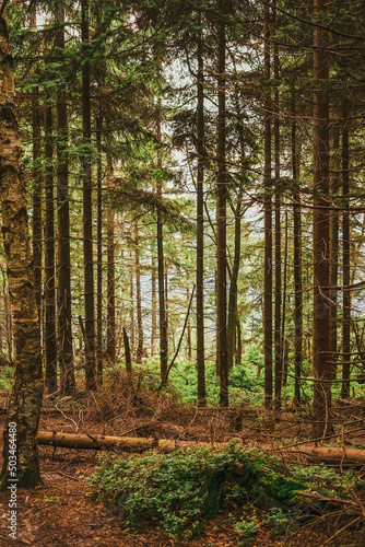 autumn forest in the morning