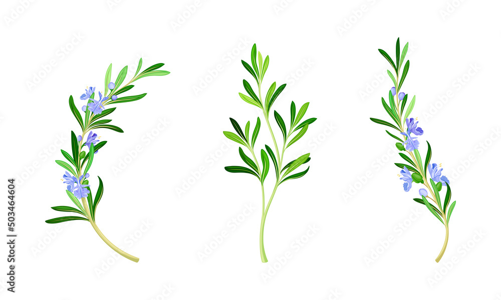 Collection of rosemary plant flowering twigs. Fragrant spice herb vector illustration Collection of rosemary plant flowering twigs. Fragrant spice herb vector illustration