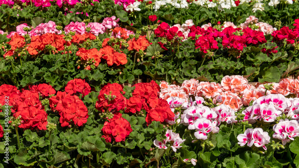 Garden centre display of various single and multicolored geranium, pelargonium plants. Garden centre display of various single and multicolored geranium, pelargonium plants.