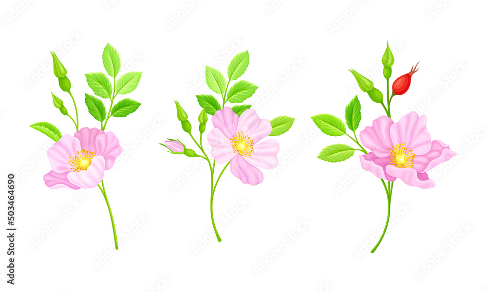 Twigs of rose hip plant with pink flowers and green leaves vector illustration