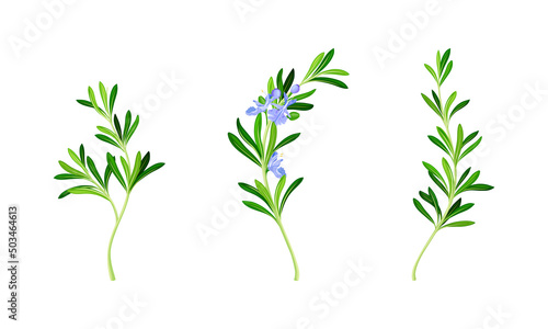 Collection of rosemary plant twigs. Fragrant spice herb sprigs with green leaves vector illustration