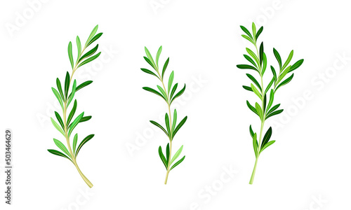 Rosemary plant twigs. Fresh aromatic herb sprigs with green leaves vector illustration © Happypictures