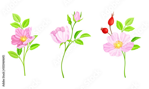 Rose hip pink flowers and green leaves set. Wild rose twigs vector illustration