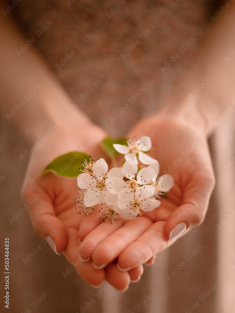 hands holding a flower - obrazy, fototapety, plakaty 