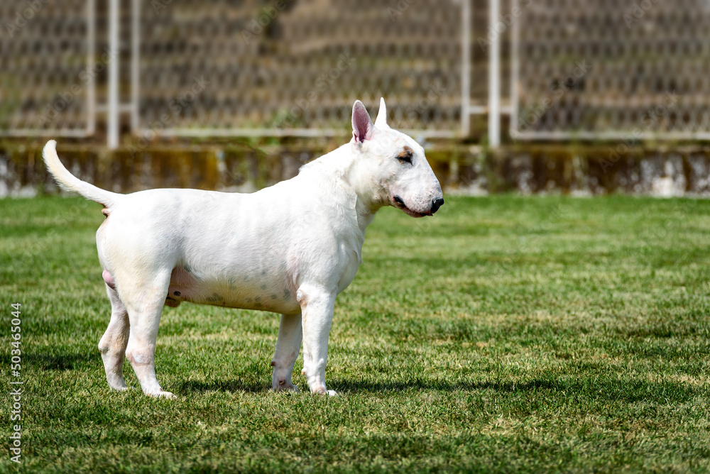 Fototapeta premium White Bull terrier show dog posing. Mini bullterrier