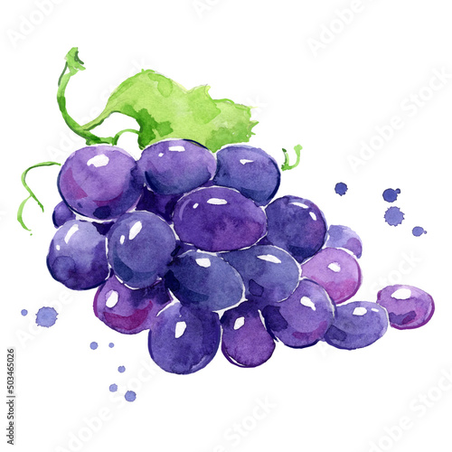 Grapes watercolor painting hand painted