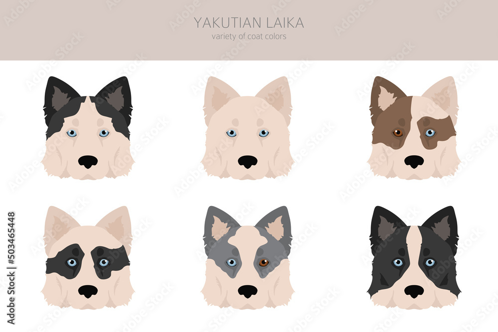 Yakutian Laika clipart. Different poses, coat colors set Yakutian Laika clipart. Different poses, coat colors set