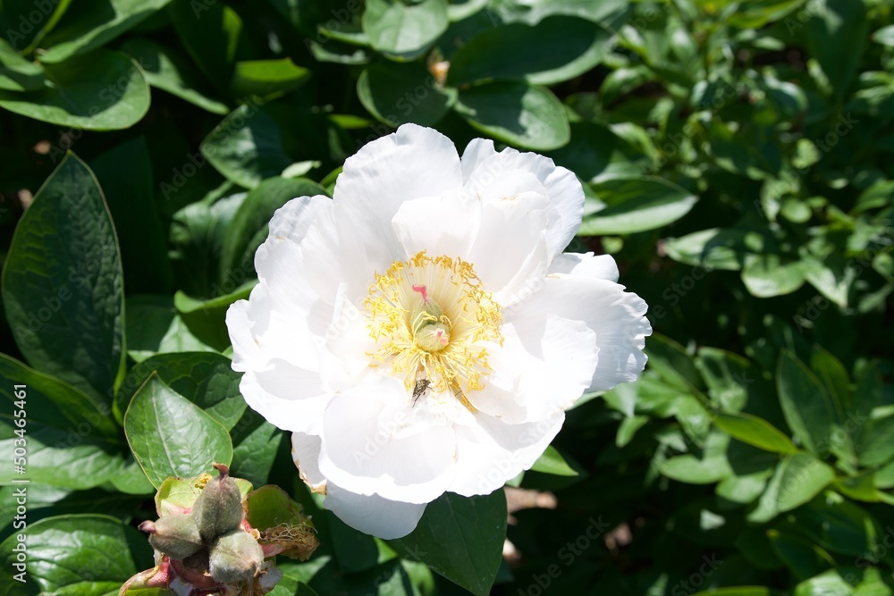 One Beautiful and shiny white peony in the park de la tete d'or in Lyon France. One Beautiful and shiny white peony in the park de la tete d'or in Lyon France.