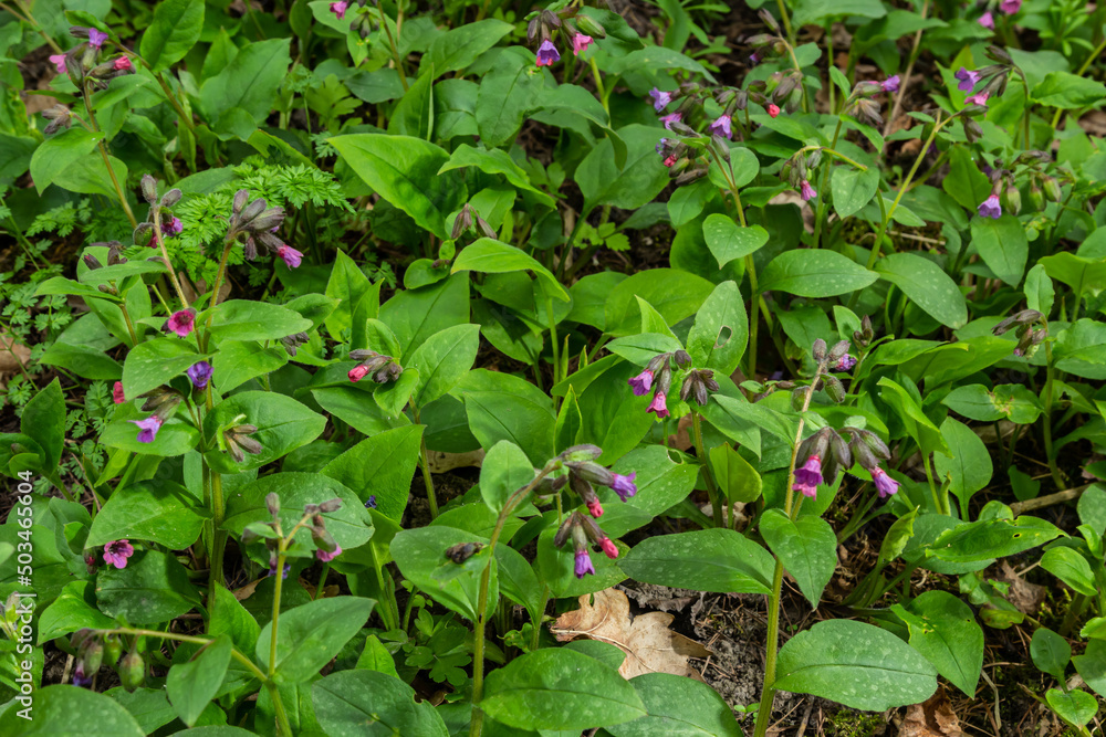 Pulmonaria officinalis, common names lungwort, common lungwort, Mary's tears or Our Lady's milk drops, is a herbaceous rhizomatous evergreen perennial plant of the genus Pulmonaria Pulmonaria officinalis, common names lungwort, common lungwort, Mary's tears or Our Lady's milk drops, is a herbaceous rhizomatous evergreen perennial plant of the genus Pulmonaria