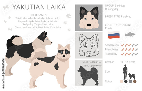 Yakutian Laika  clipart. Different poses, coat colors set