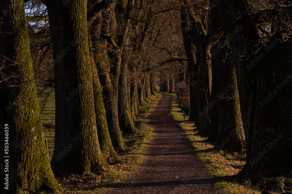 Obraz premium Ebersberg, Germany-March 10,2022 : Promenade along the Egglburger see (lake) along an alley of oaks in winter, a destination near Ebersberg, Upper Bavaria.