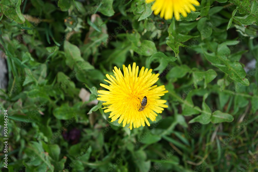 Bee collects nectar on a dandelion, yellow dandelion, green grass, yellow pollen. Top view. Bee collects nectar on a dandelion, yellow dandelion, green grass, yellow pollen. Top view.