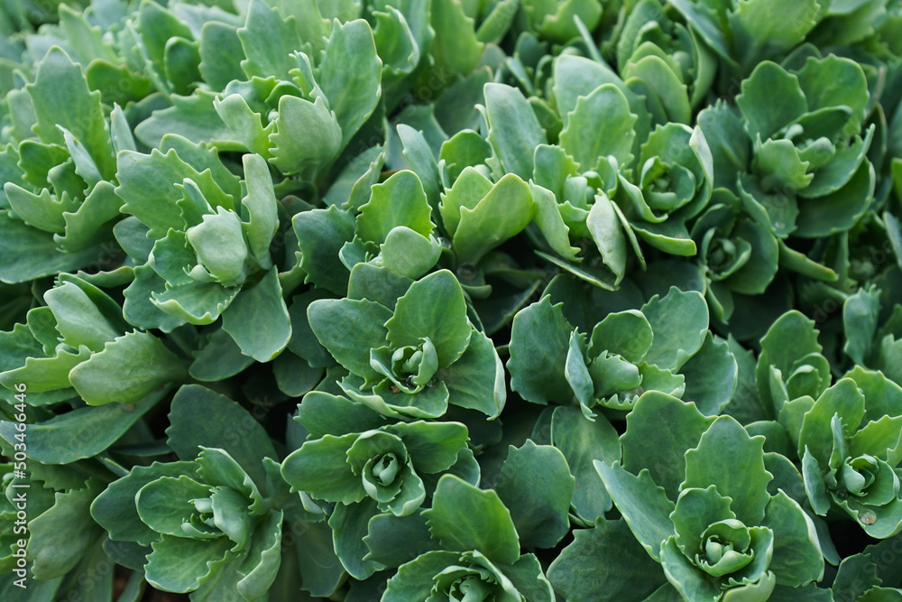 Abstract floral background, natural pattern. Bush of green flower Sedum (genus of succulents). Close-up, top view. Abstract floral background, natural pattern. Bush of green flower Sedum (genus of succulents). Close-up, top view.