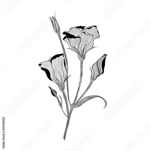 detailed sketch of a Bouquet of eustoma flowers. Hand-drawn. design greeting ...