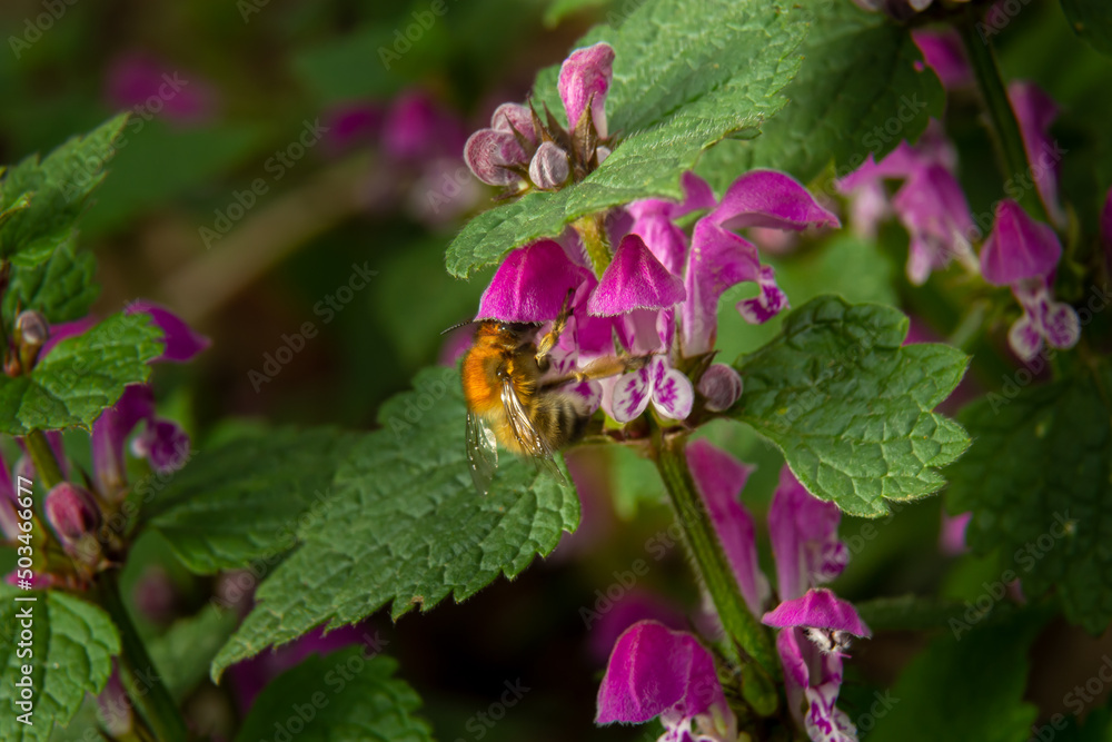 Large fluffy bumblebee closeup. Background with a bumblebee pollinating Lamium maculatum flowers Large fluffy bumblebee closeup. Background with a bumblebee pollinating Lamium maculatum flowers