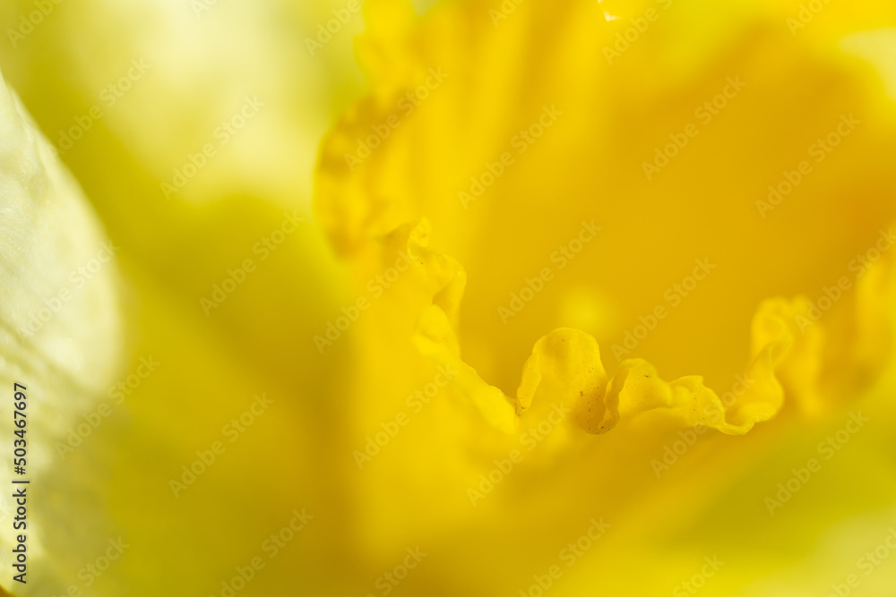 Fototapeta premium Natural background from yellow narcissuses.Selective focus.