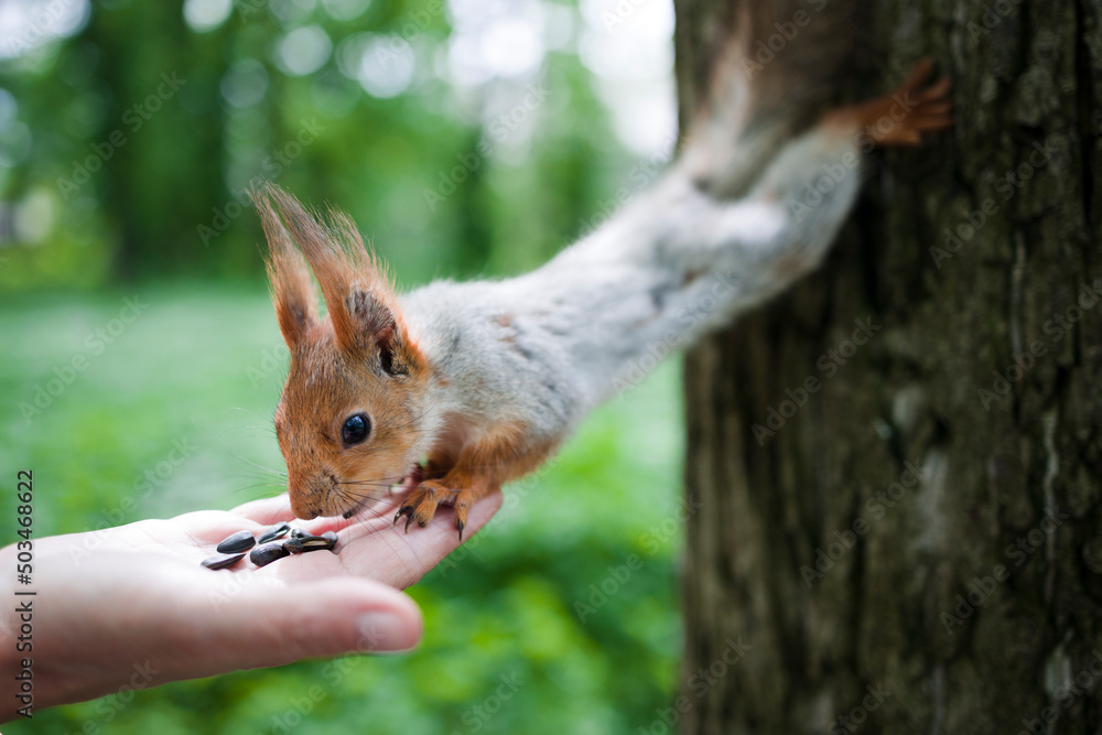 squirrel eats nuts from a human hand. Squirrel feeding in the park. squirrel eats nuts from a human hand. Squirrel feeding in the park.
