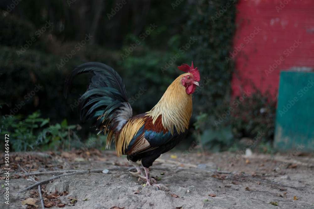 A rooster walks alone foraging on the cement floor.