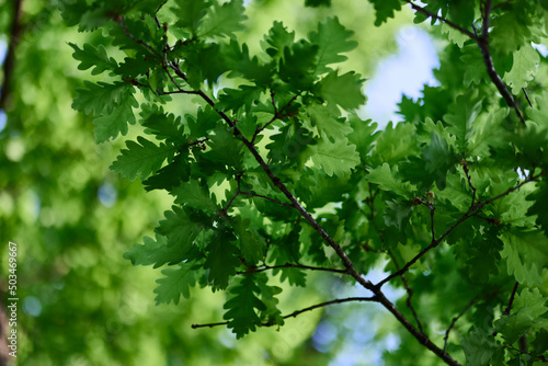Oak leaves close-up, green spring tree crown sunlight