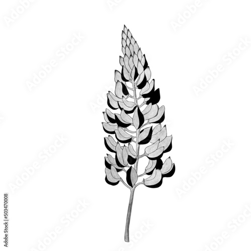 detailed sketch of a lupine flower. Hand-drawn. design greeting card and invi...