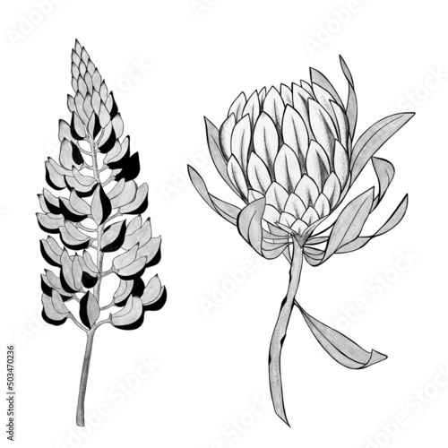 detailed sketch of a lupine flower and exotic protea flower. Hand-drawn. desi...