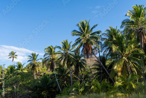 Beautiful palm tree forest and blue sky. Tropical exotic background