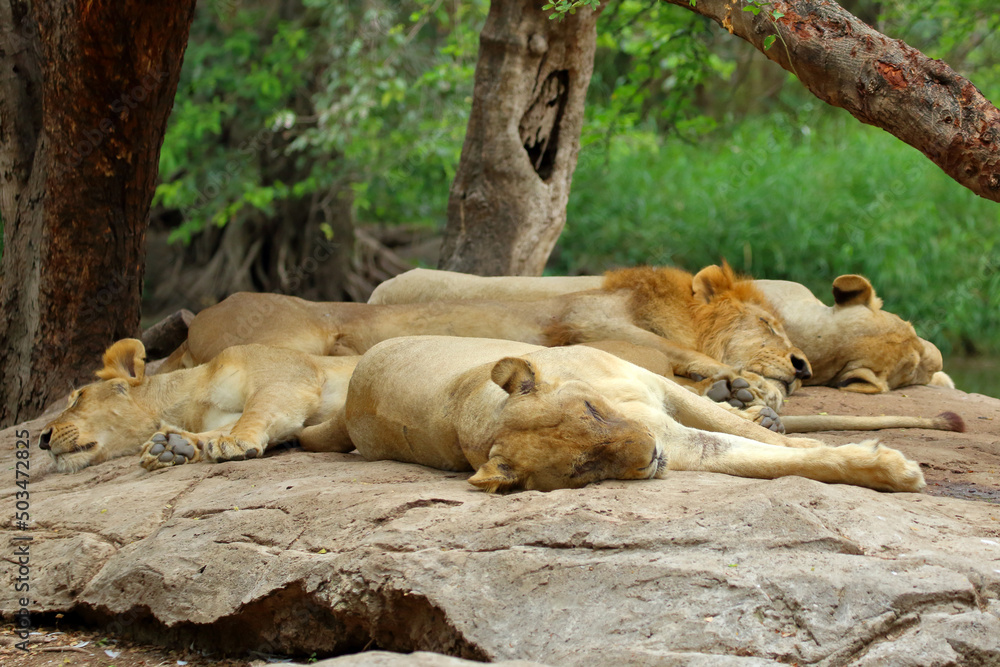 Lion resting in the afternoon, Animal background