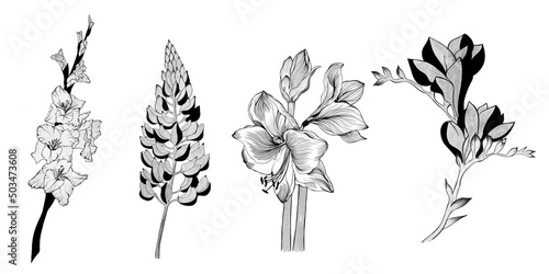 set of detailed flower sketches. Hand-drawn. design greeting card and invitat...