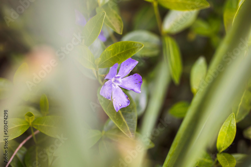 Periwinkle growing in a garden photo