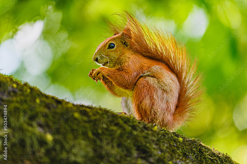 Obraz premium squirrel in the park