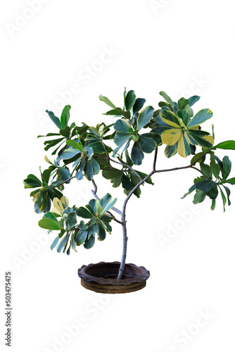 One green house plant in ceramic pot isolated on white background with clip path, cut out.