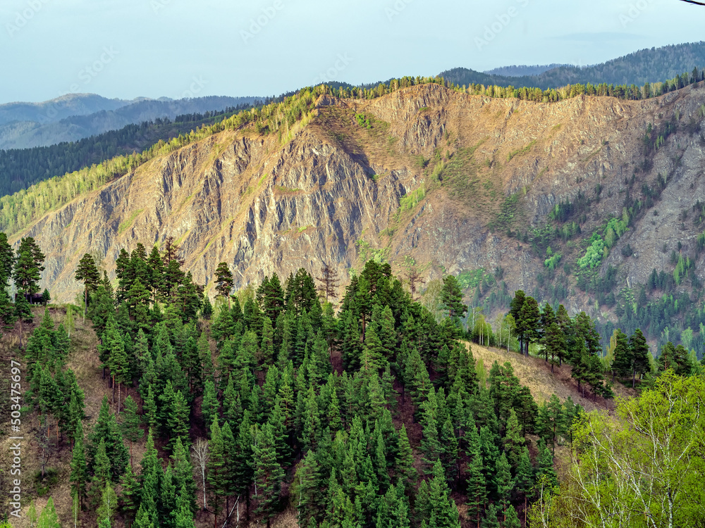 Naklejka premium View of the mountain ranges covered with coniferous forest.