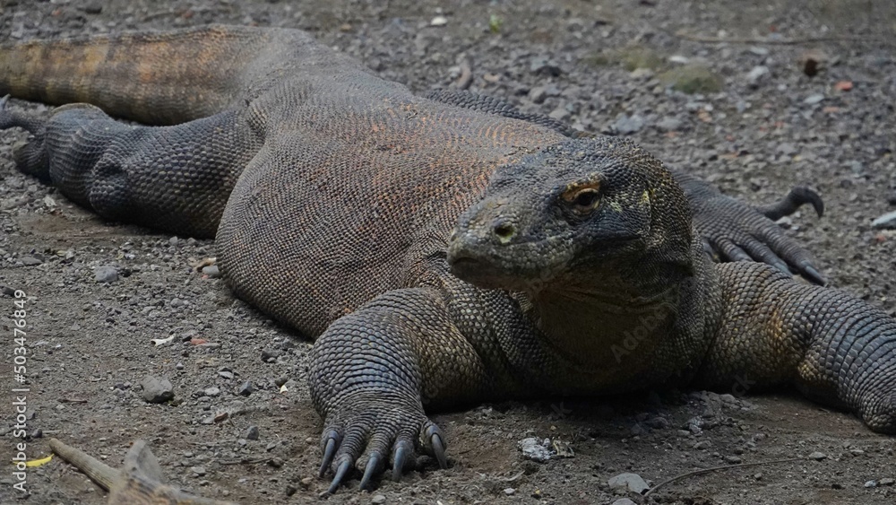 A Komodo dragon (Varanus komodoensis) is sunbathing before starting its daily activities A Komodo dragon (Varanus komodoensis) is sunbathing before starting its daily activities