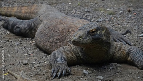 A Komodo dragon  Varanus komodoensis  is sunbathing before starting its daily activities