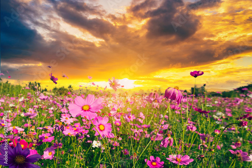 Natural view cosmos filed and sunset on garden background © tortoon