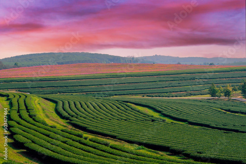 Green tea field and sunset in chiang rai, thailand