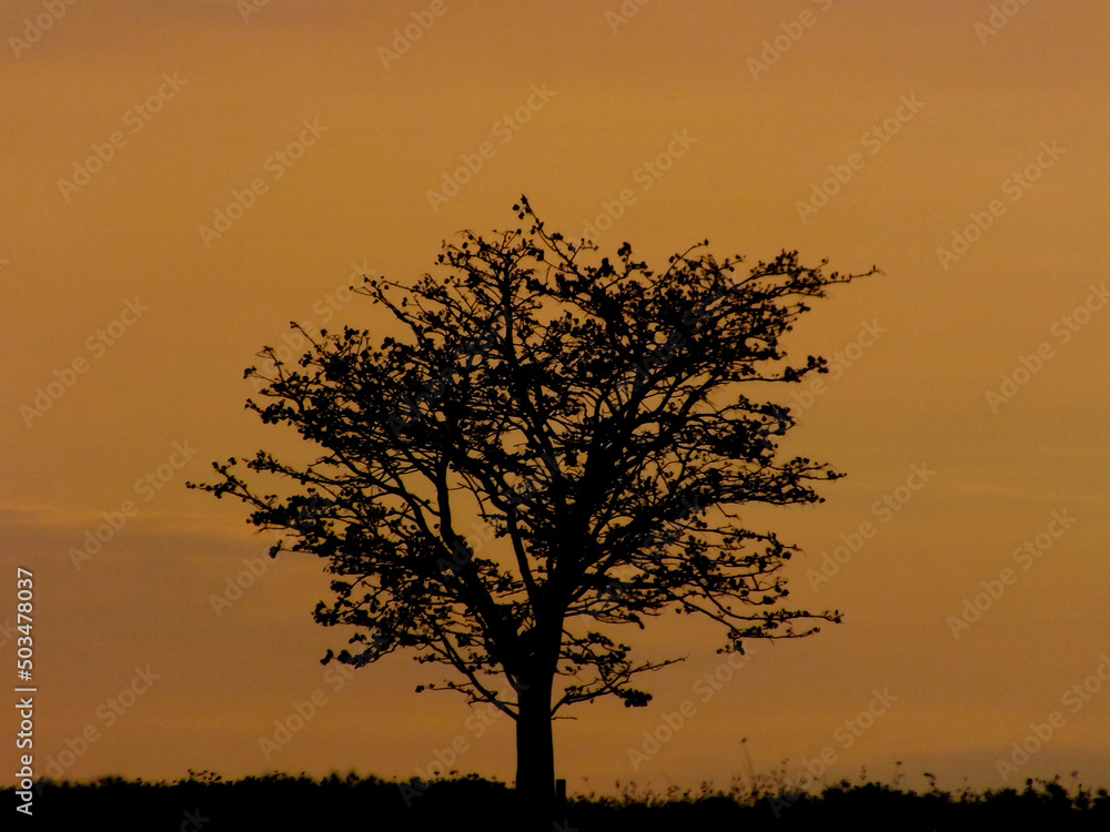 tree with orange background (dusk)
