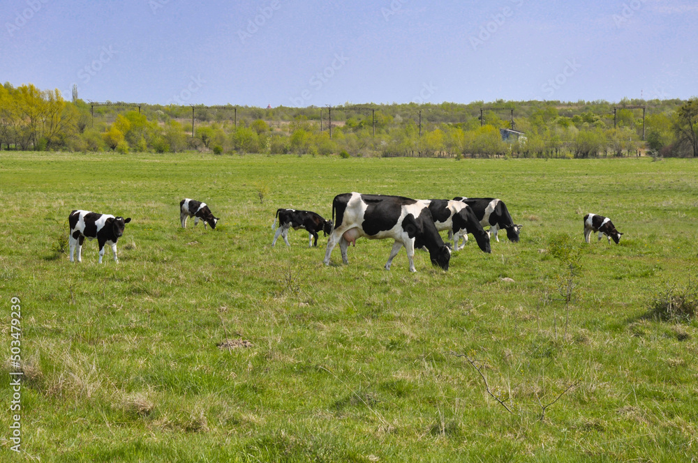 Black and white cows in a grassy field on a bright and sunny day Black and white cows in a grassy field on a bright and sunny day